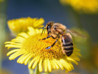 En defensa de la biodiversidad: Sala Constitucional ordena  realizar estudios sobre impacto de agroquímicos en abejas