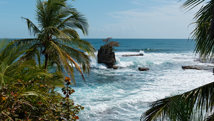 Se muestra foto del mar y unas palmeras